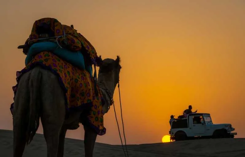 camel safari in jaisalmer